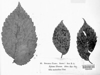 Stegophora ulmea image